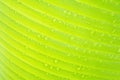 Soft focus of green banana leaf with dew drop Royalty Free Stock Photo