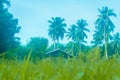 Soft focus green grass ,little hut,coconut tree background Royalty Free Stock Photo