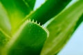 Soft focus Green leaf aloe vera with water drops. Horizontal nature background Royalty Free Stock Photo