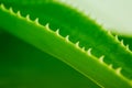 Soft focus Green leaf aloe vera with water drops. Horizontal nature background Royalty Free Stock Photo