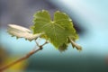 Soft focus Green leaf on blur nature background Royalty Free Stock Photo