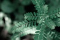 Soft focus green leaf texture background Royalty Free Stock Photo