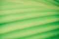 Soft focus green leaf texture wallpaper background