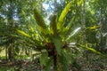 Soft focus green leave of Asplenium Nidus in garden, exterior and outdoor decoration. Bird`s Nest Fern is an epiphytic species of Royalty Free Stock Photo