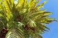 Soft focus green leave of Asplenium Nidus in garden, exterior and outdoor decoration. Bird`s Nest Fern is an epiphytic species of Royalty Free Stock Photo