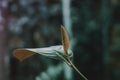 Soft  focus  green leaves  with bokeh light at sunrise  ,spring  nature  background Royalty Free Stock Photo