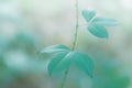 Soft  focus  green leaves  with bokeh light at sunrise  ,spring  nature  background Royalty Free Stock Photo