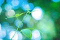 Soft  focus  green leaves  with bokeh light at sunrise  ,spring  nature wallpaper background Royalty Free Stock Photo