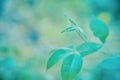 Soft  focus  green leaves  with bokeh light  ,spring  nature wallpaper background Royalty Free Stock Photo