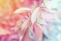 Soft focus green leaves with pastel color filter effect abstrac