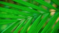 Soft focus   green leaves spring nature wallpaper background Royalty Free Stock Photo
