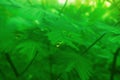 Soft focus   green leaves spring nature wallpaper background Royalty Free Stock Photo