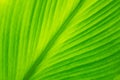 Soft focus green leaves  spring nature wallpaper background Royalty Free Stock Photo