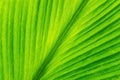Soft focus green leaves  spring nature  background Royalty Free Stock Photo