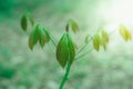 Soft focus green leaves spring nature background Royalty Free Stock Photo