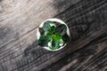 Soft focus green plant in pot on wooden table