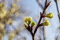 Soft focus of greengages plums white flowers blossoms with blurry background - prunus domestica italica, rosaceae, rosales