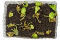 soft focus, grunge Withered sprouts. Home cultivation of a diseased plant. Herb sprouts growing in a pot die. View from above