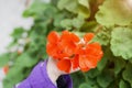 Soft focus of a hand of little girl wearing a purple jacket in the garden holding a blooming red beautiful flower Royalty Free Stock Photo