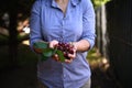 Soft focus on the hands of a female gardener holding a handful of ripe and juicy red freshly picked cherry berries.