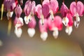 Soft focus of heart-shaped Bleeding heart flower pink and white color in s Royalty Free Stock Photo