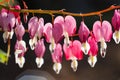 Soft focus of heart-shaped Bleeding heart flower pink and white color in summer Royalty Free Stock Photo