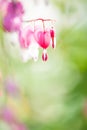 Soft focus of heart-shaped Bleeding heart flower pink and white color in summer Royalty Free Stock Photo