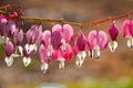 Soft focus of heart-shaped Bleeding heart flower pink and white color in summer Royalty Free Stock Photo