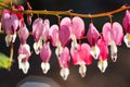 Soft focus of heart-shaped Bleeding heart flower pink and white color in summer Royalty Free Stock Photo