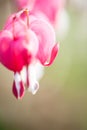 Soft focus of heart-shaped Bleeding heart flower pink and white color in summer Royalty Free Stock Photo