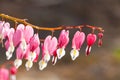 Soft focus of heart-shaped Bleeding heart flower pink and white color in summer Royalty Free Stock Photo