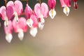 Soft focus of heart-shaped Bleeding heart flower pink and white color in summer Royalty Free Stock Photo