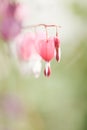 Soft focus of heart-shaped Bleeding heart flower pink and white color in summer Royalty Free Stock Photo