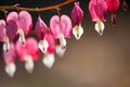 Soft focus of heart-shaped Bleeding heart flower pink and white color in summer Royalty Free Stock Photo