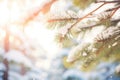 soft-focus on heavy snow bending pine branches