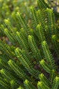 Soft focus of Hebe Green Globe plants in ZOO in Pilsen, Czech Republic