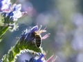 Soft focus Honey bee pollinating purple flower in summer garden nature background.