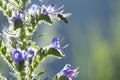 Soft focus Honey bee pollinating purple flower in summer garden nature background.