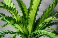 Soft focus houseplant Asplenium nidus