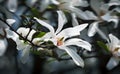 Blossoming magnolia flowers