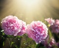 Pink and white peonies in the garden