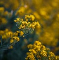 Small yellow flowers of aurinia saxatilis in the spring time