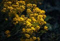 Small yellow flowers of aurinia saxatilis in the spring time