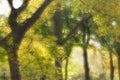 Soft focus image of trees and folliage