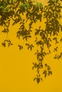 Soft focus image. Wall grunge yellow concrete with sunlight, shadow of green leaves background. Royalty Free Stock Photo