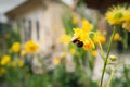 A soft focus image of yellow Geum flowers around a summer house in a garden or back yard