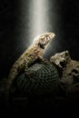 Soft focus image of Yellow spiked small lizard sitting on a cactus Royalty Free Stock Photo