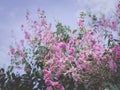 Soft focus Inthanin flowers Roadside vitage tone image sky background Royalty Free Stock Photo