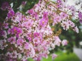 Soft focus Inthanin flowers Roadside vitage tone image Royalty Free Stock Photo