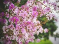 Soft focus Inthanin flowers Roadside vitage tone image Royalty Free Stock Photo